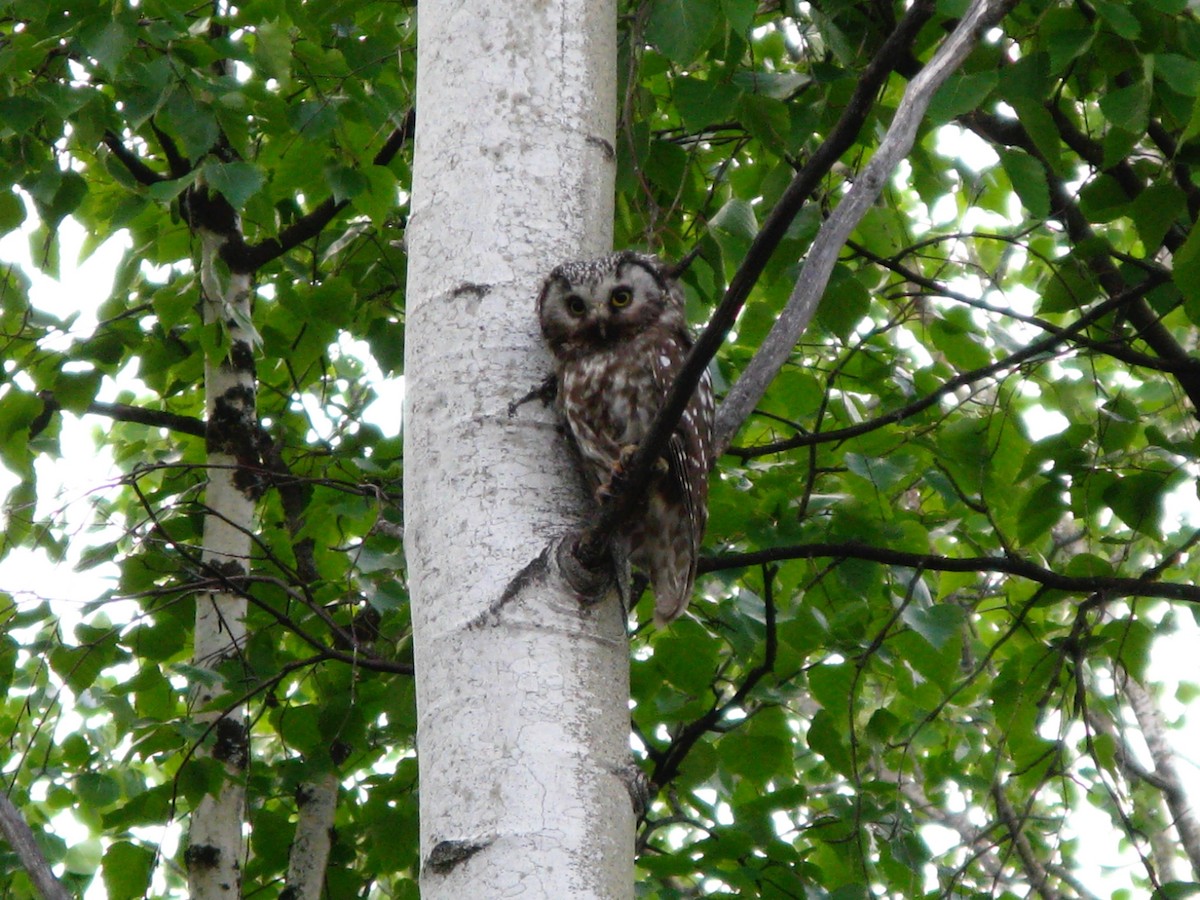 Paçalı Baykuş - ML646958195
