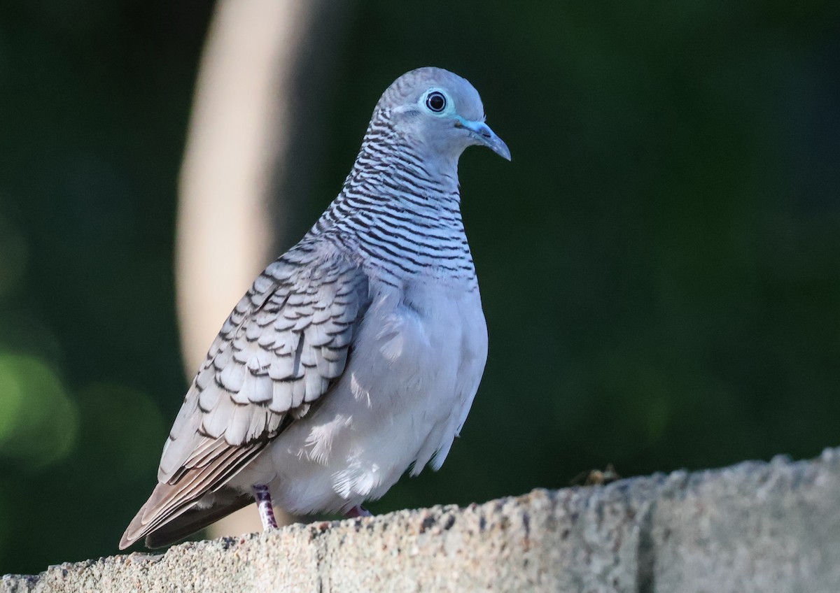 Peaceful Dove - ML646958199
