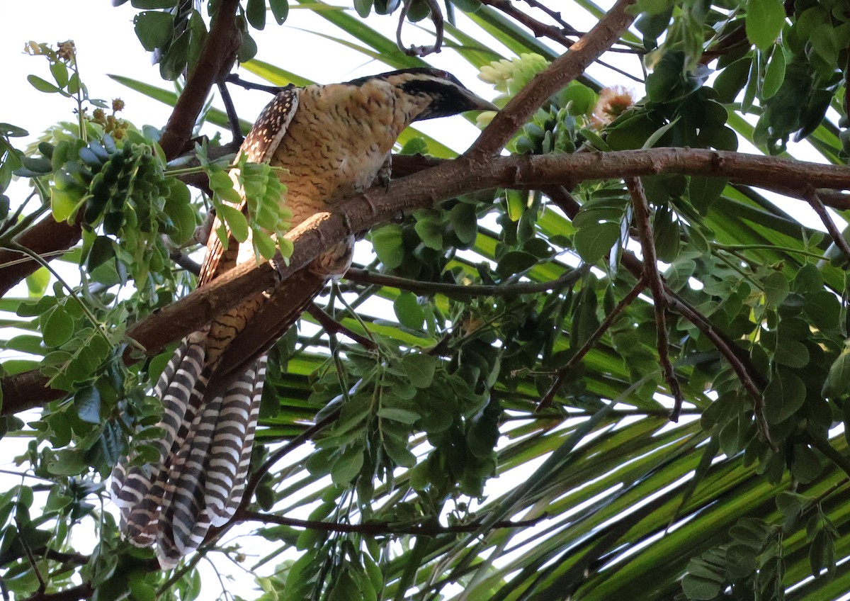 Pacific Koel (Australian) - ML646958201