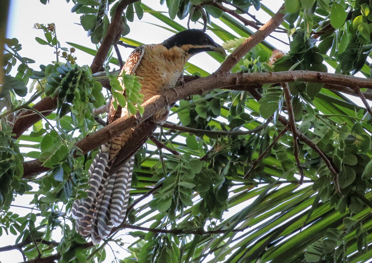 Pacific Koel (Australian) - ML646958202