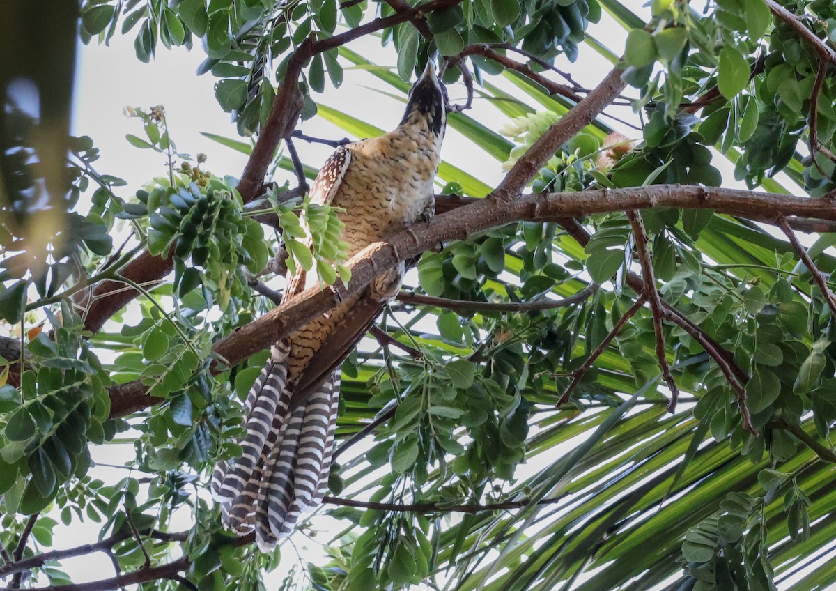 Pacific Koel (Australian) - ML646958203