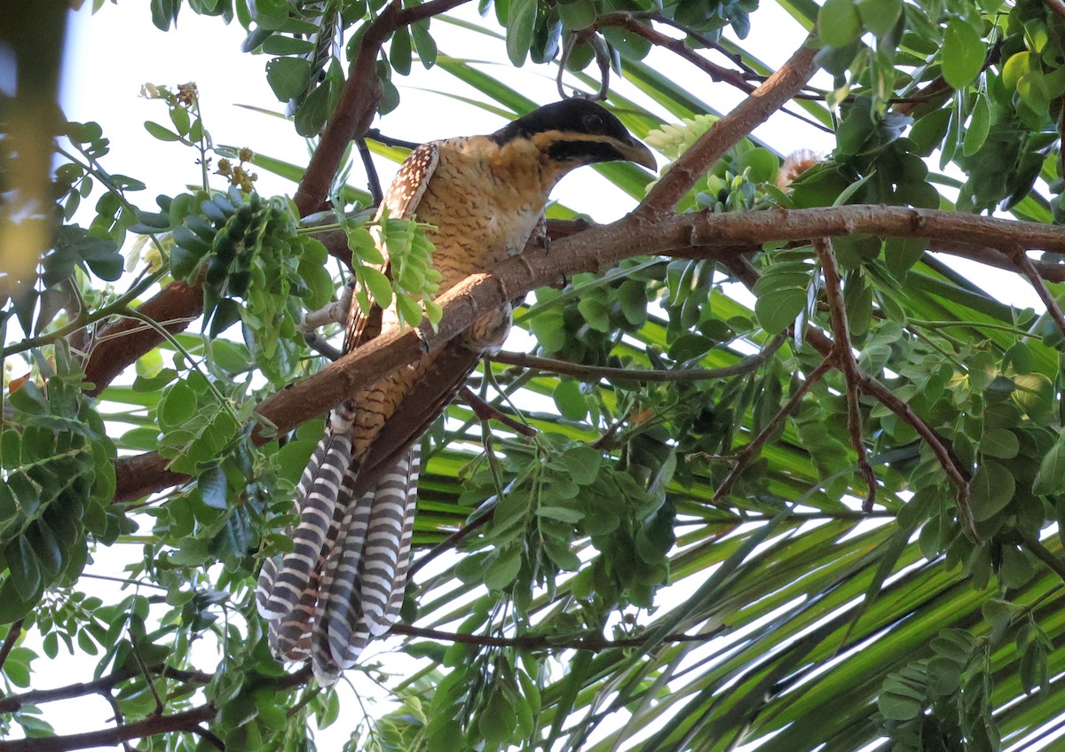 Pacific Koel (Australian) - ML646958204