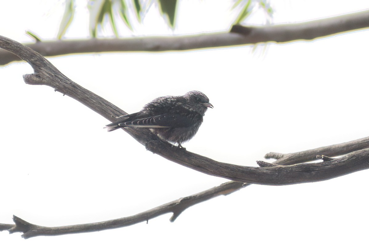 Ланграйн бурий - ML646958205