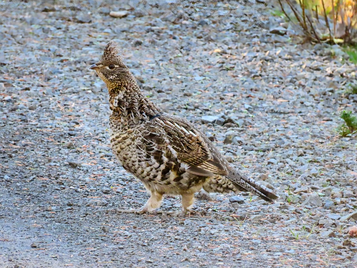Ruffed Grouse - ML646958207