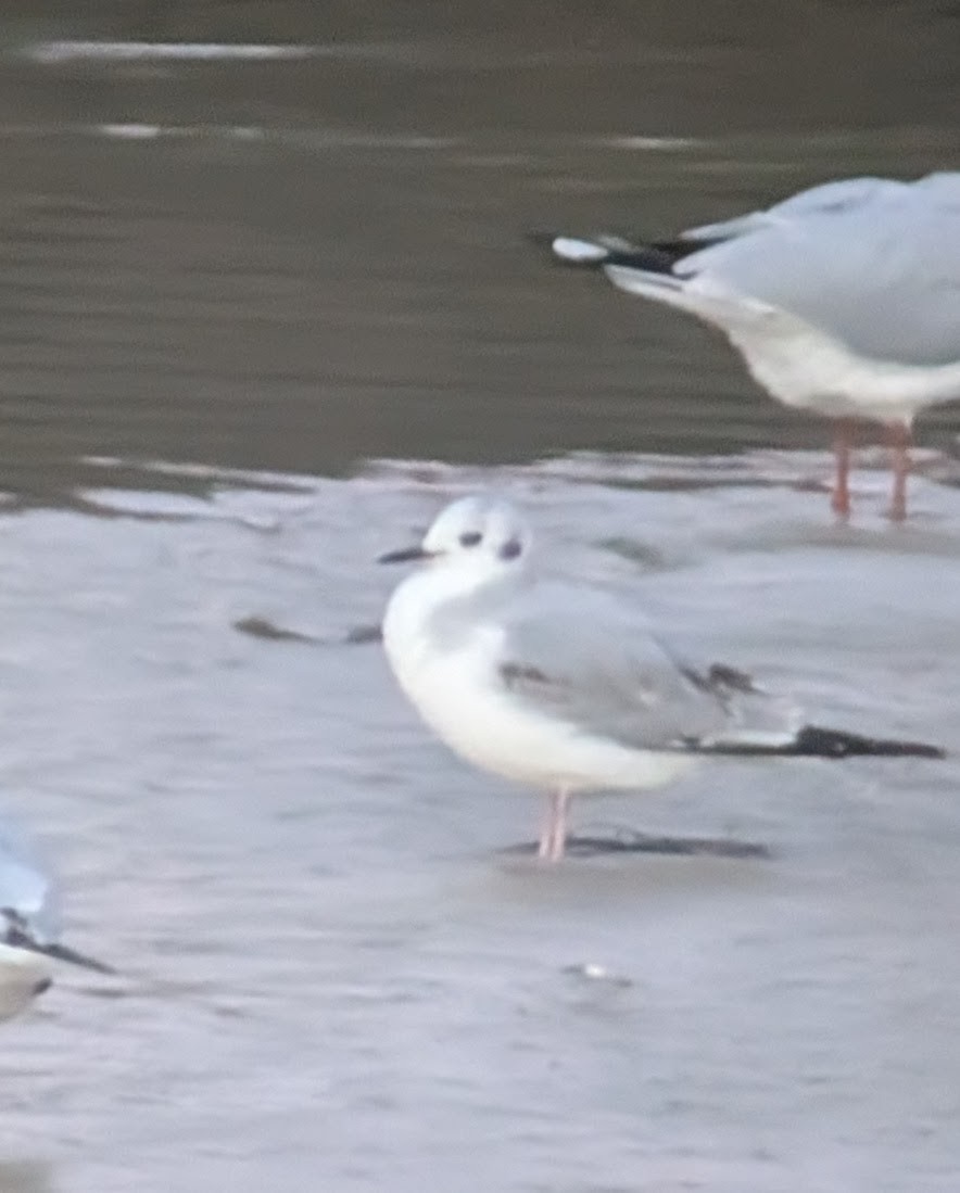 Bonaparte's Gull - ML646958223