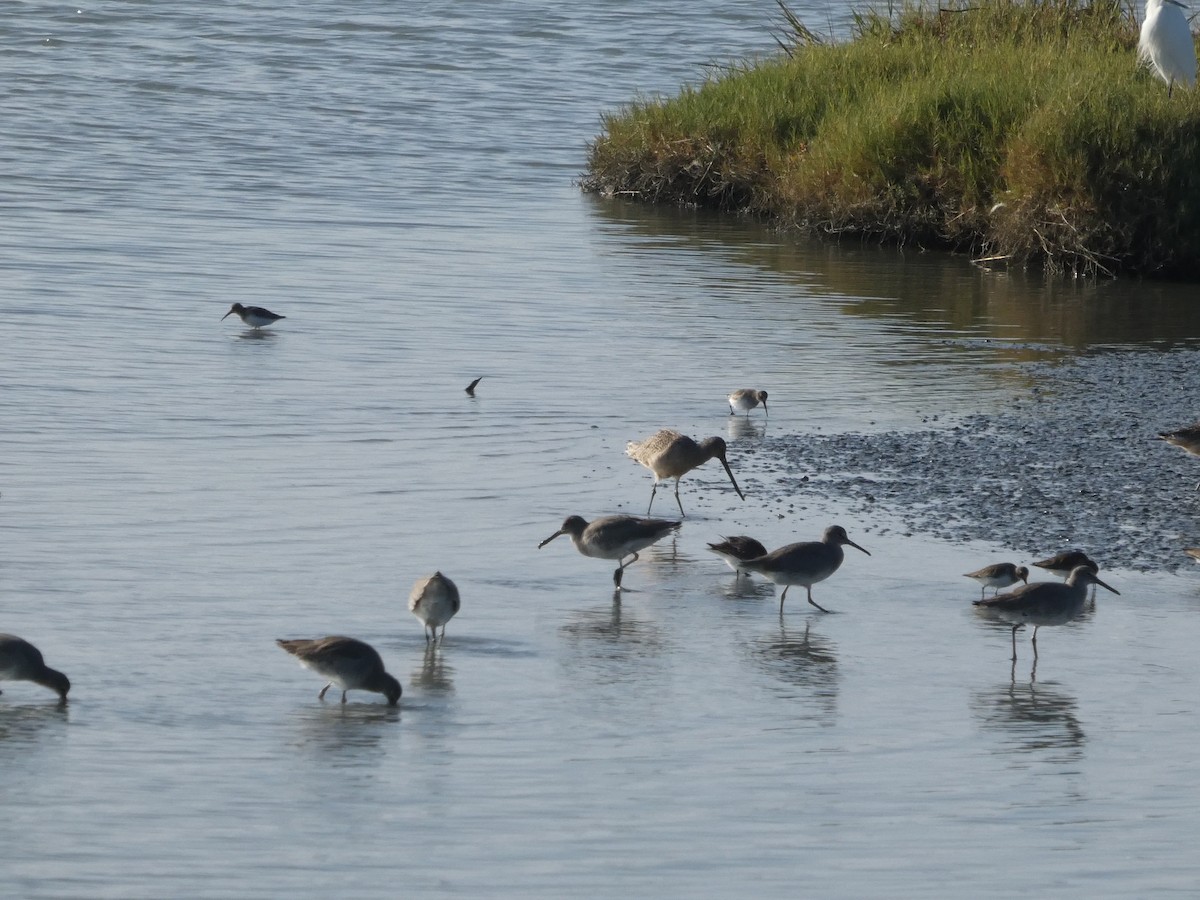 Playero Aliblanco (inornata) - ML646958225