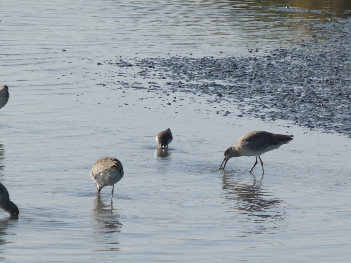 Playero Aliblanco (inornata) - ML646958226