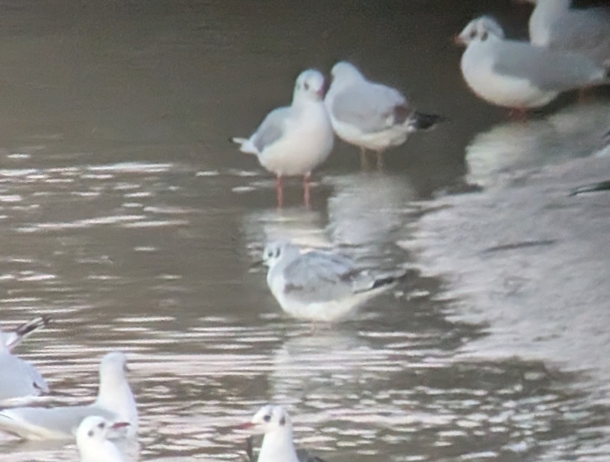 Bonaparte's Gull - ML646958227