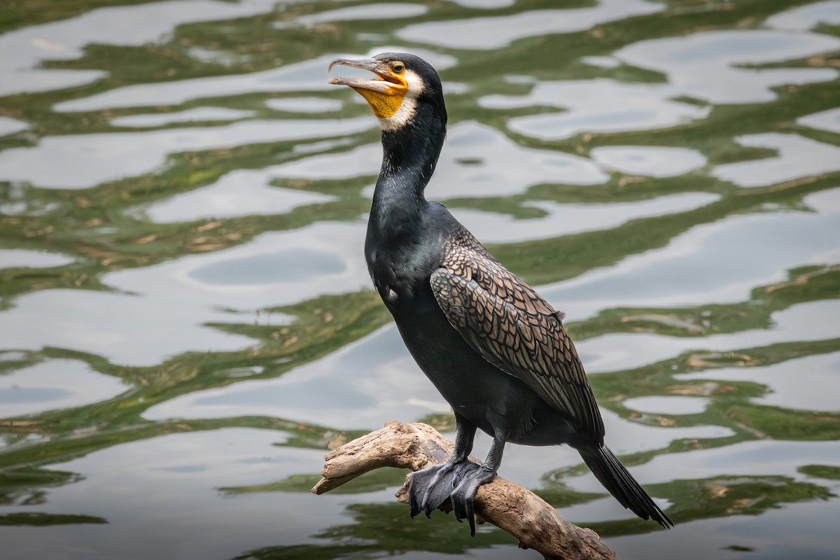 Grand Cormoran (sinensis/hanedae) - ML646958228