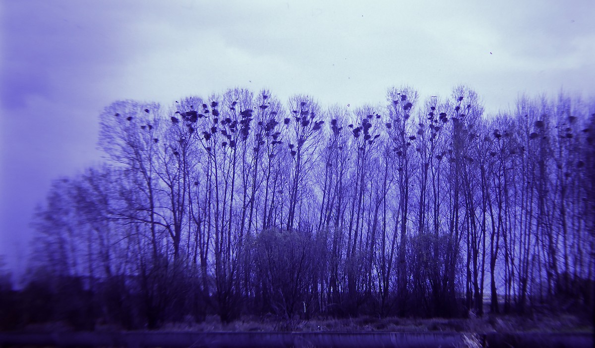 Ipar-belea - ML646958229