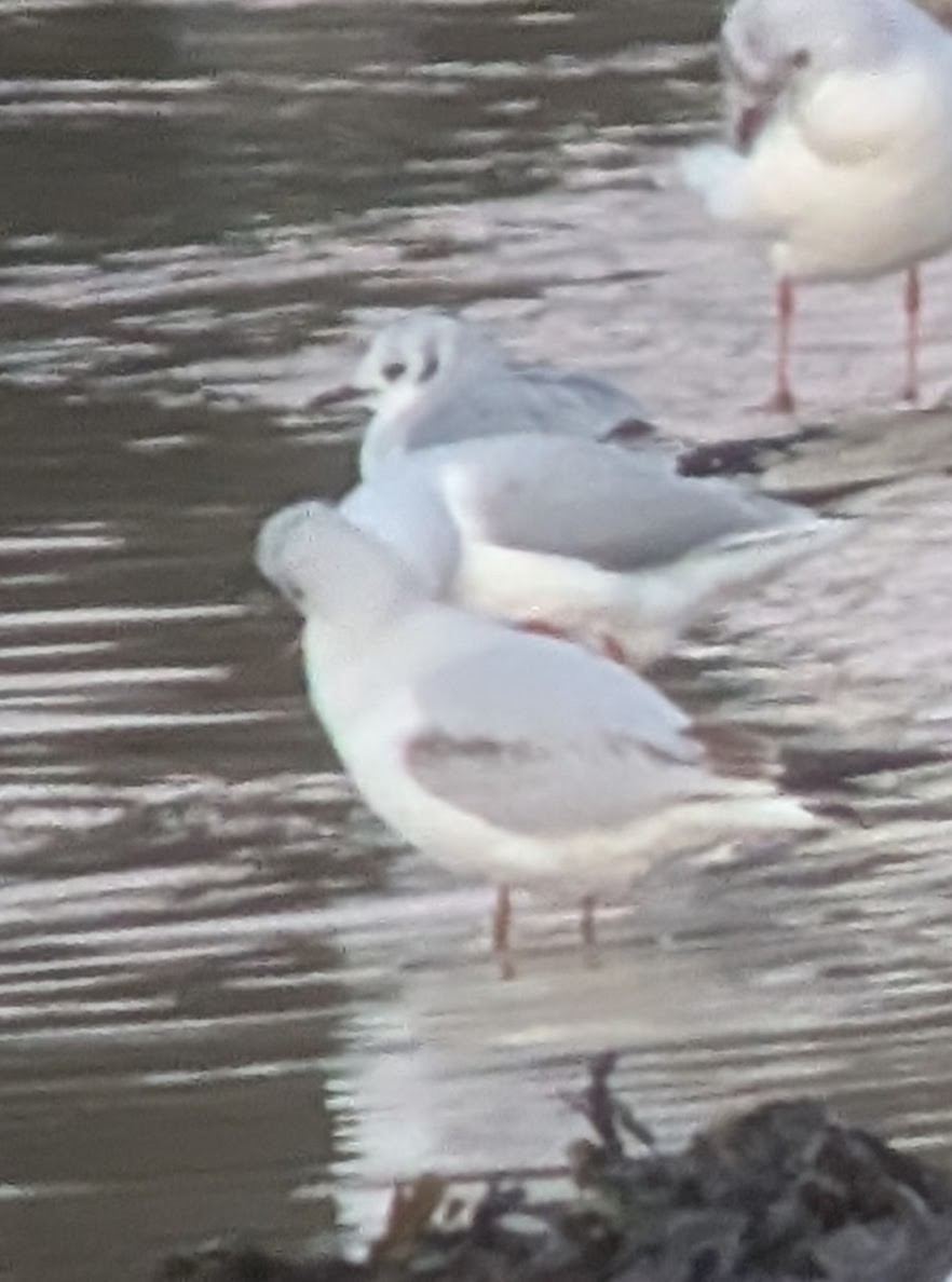 Bonaparte's Gull - ML646958230