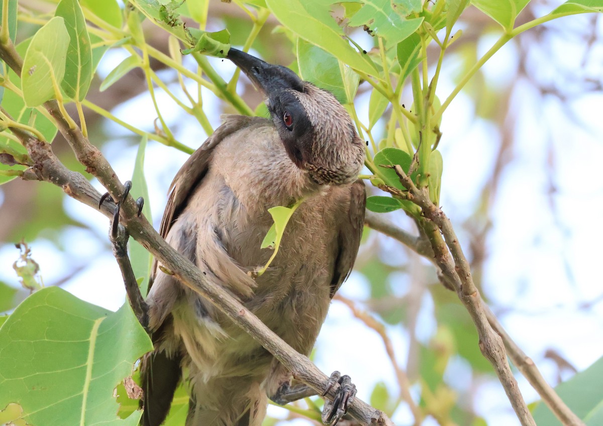Helmeted Friarbird (Hornbill) - ML646958231