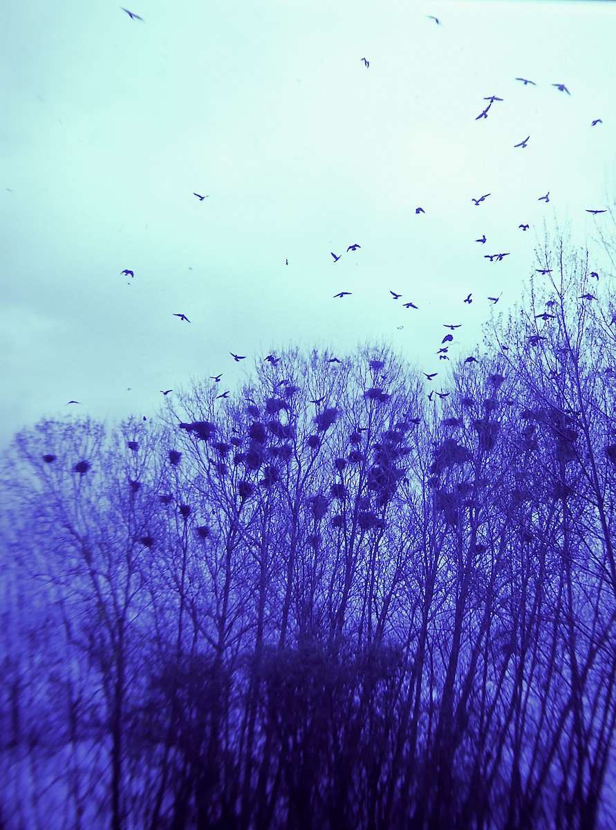 Ipar-belea - ML646958232