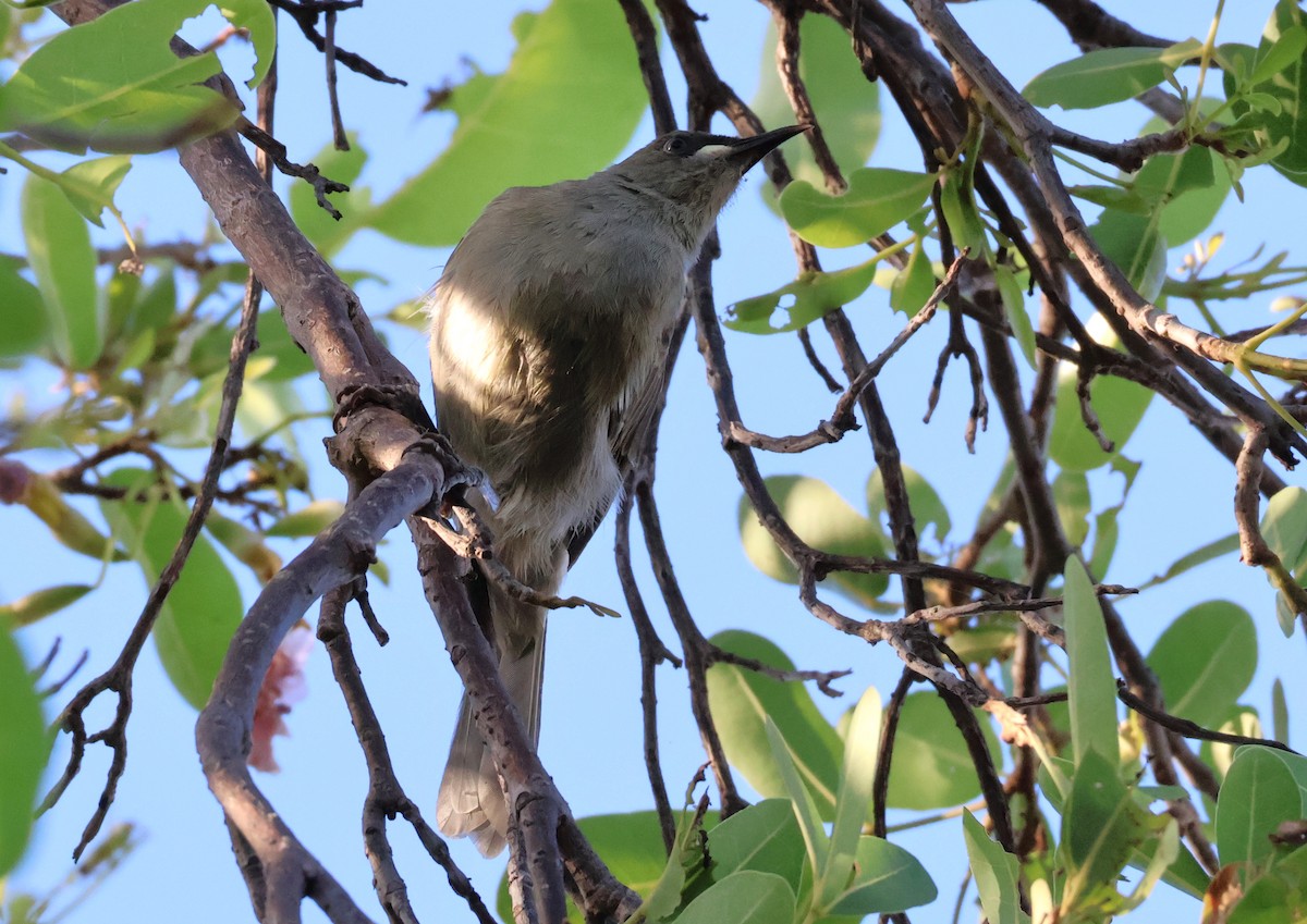 White-gaped Honeyeater - ML646958233