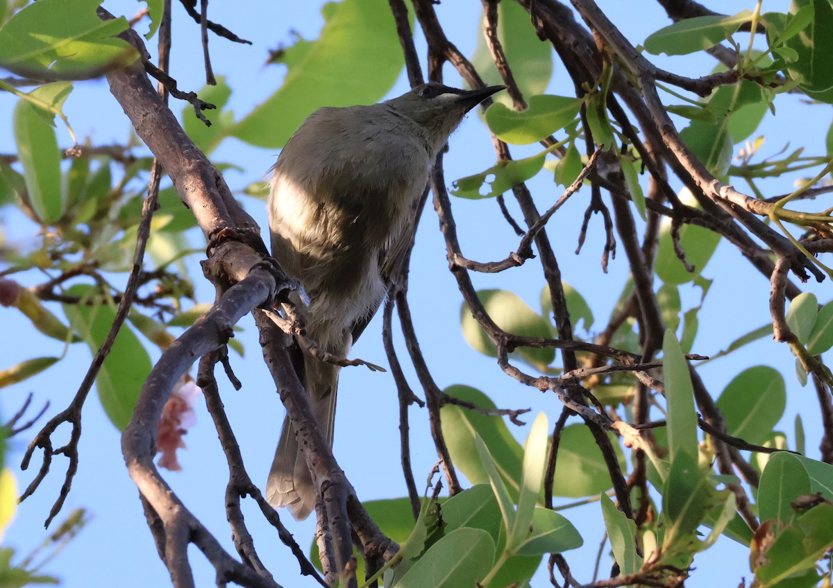 White-gaped Honeyeater - ML646958234