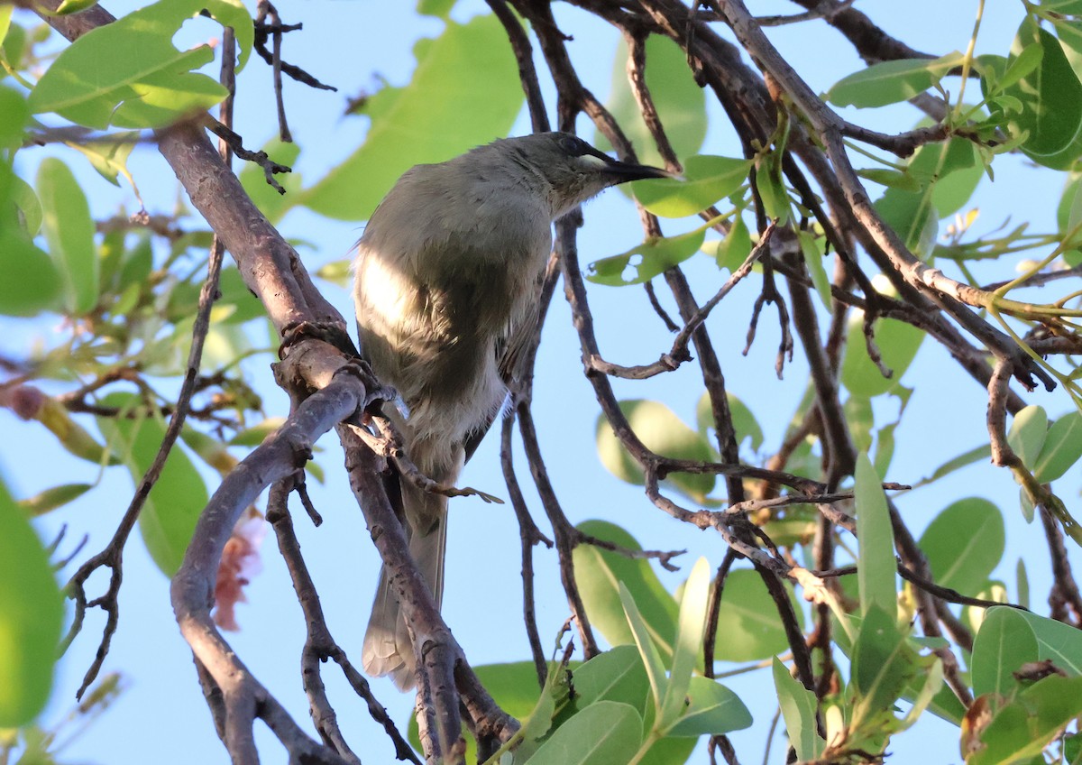 White-gaped Honeyeater - ML646958235