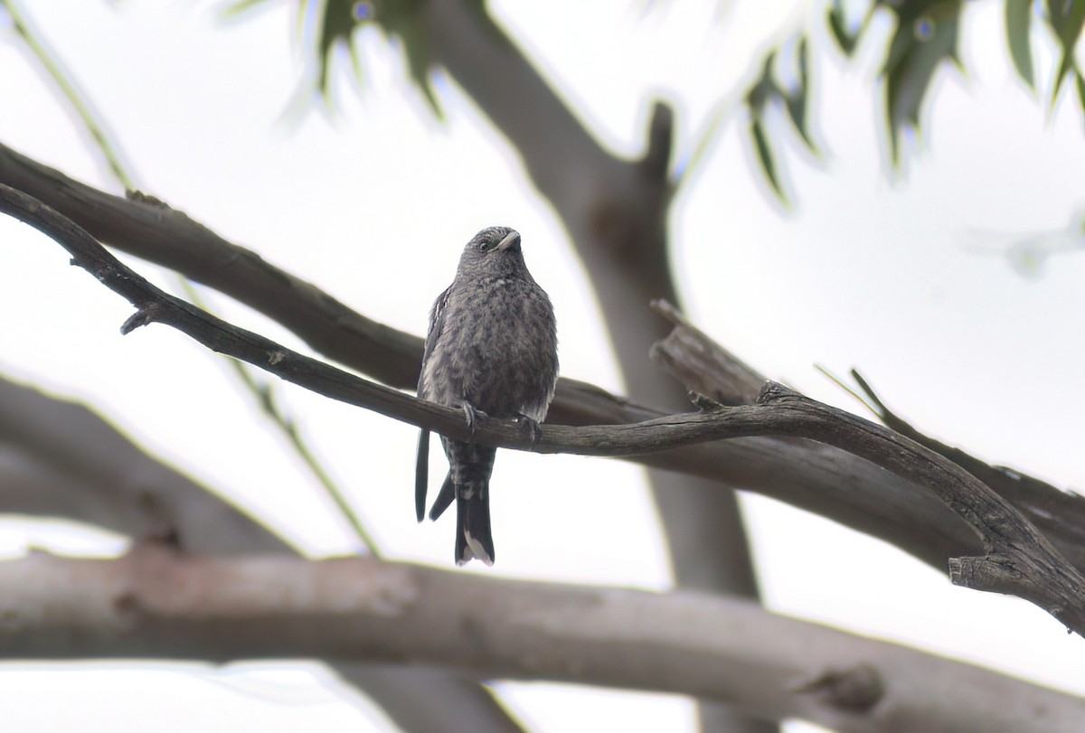 Ланграйн бурий - ML646958236