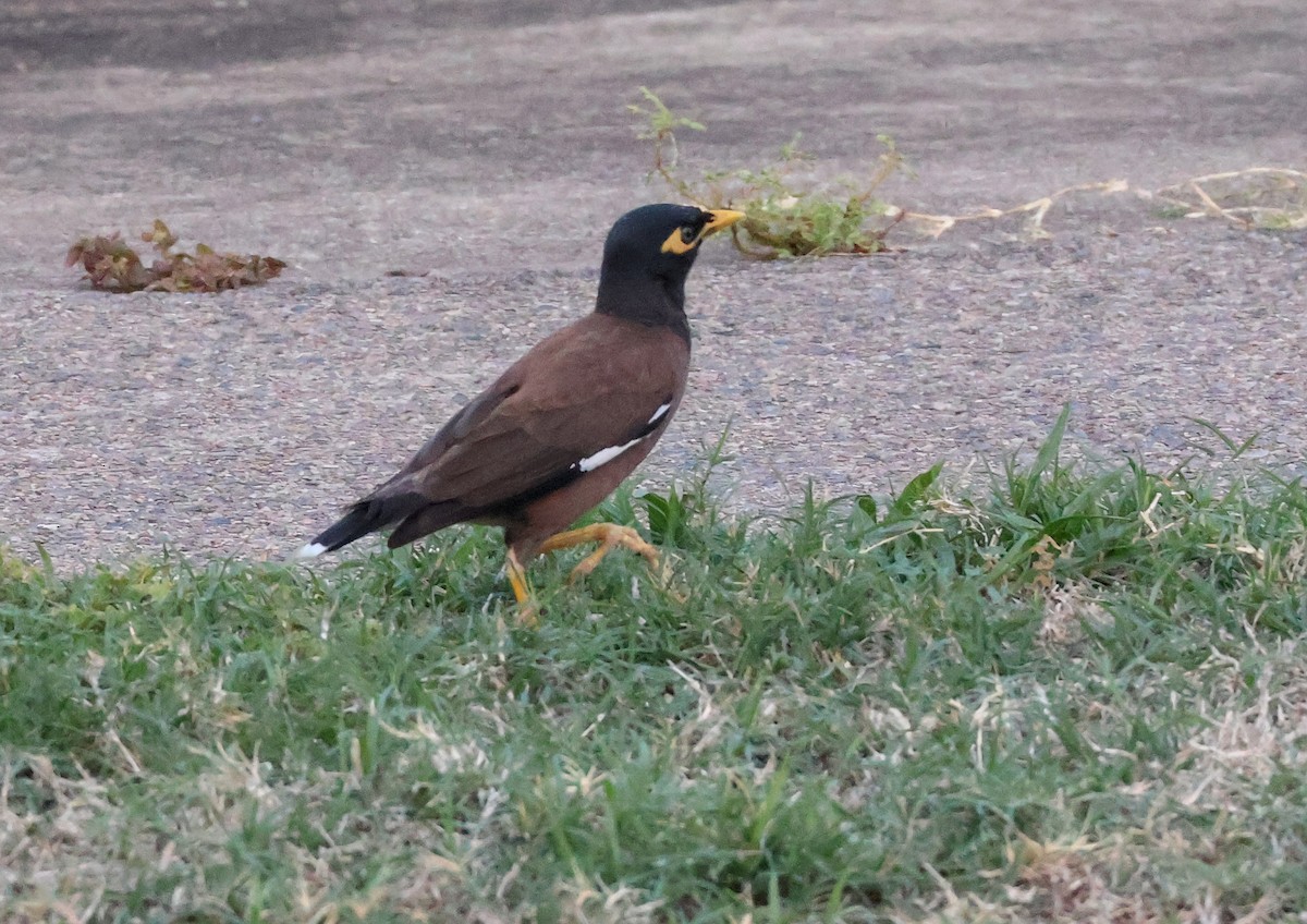 Common Myna - ML646958237