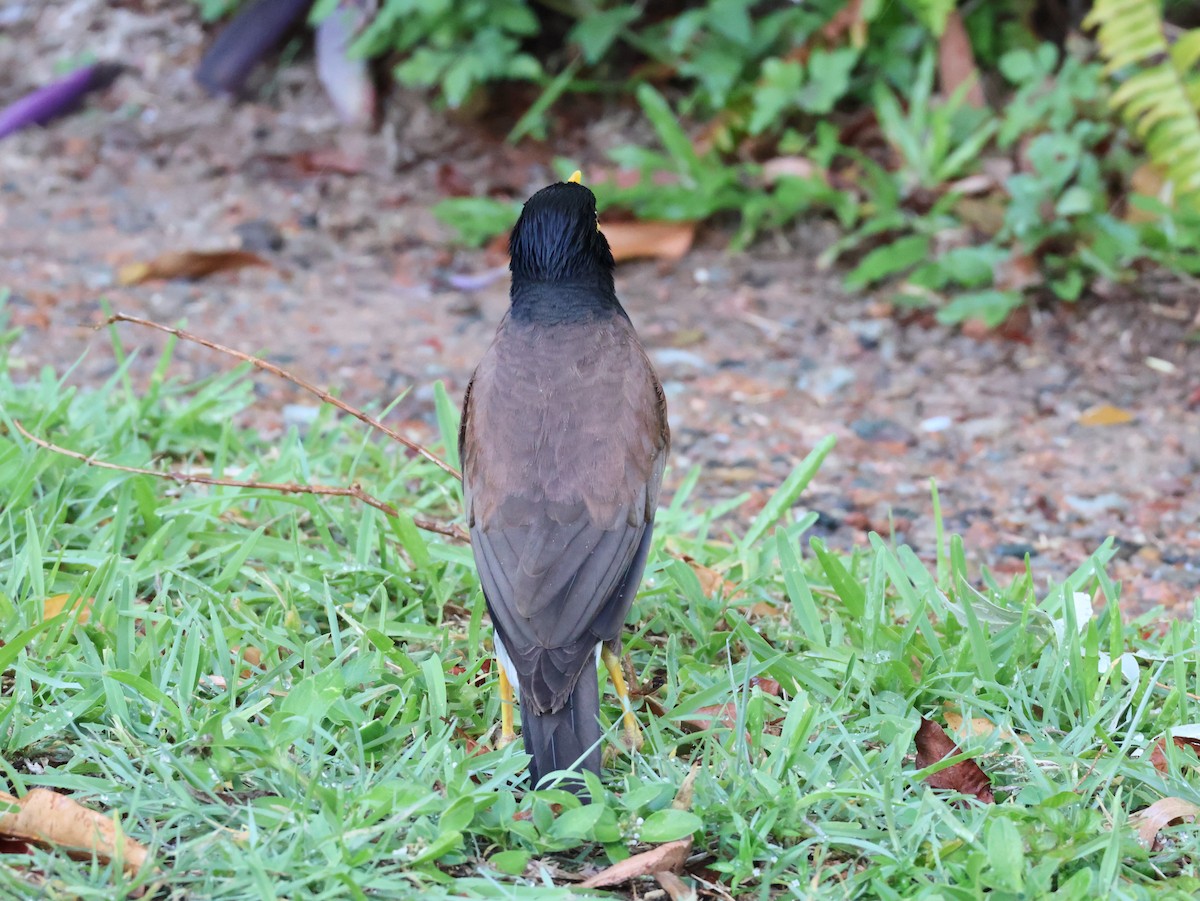 Common Myna - ML646958238