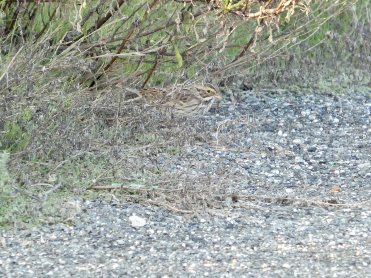 Chingolo Sabanero - ML646958239