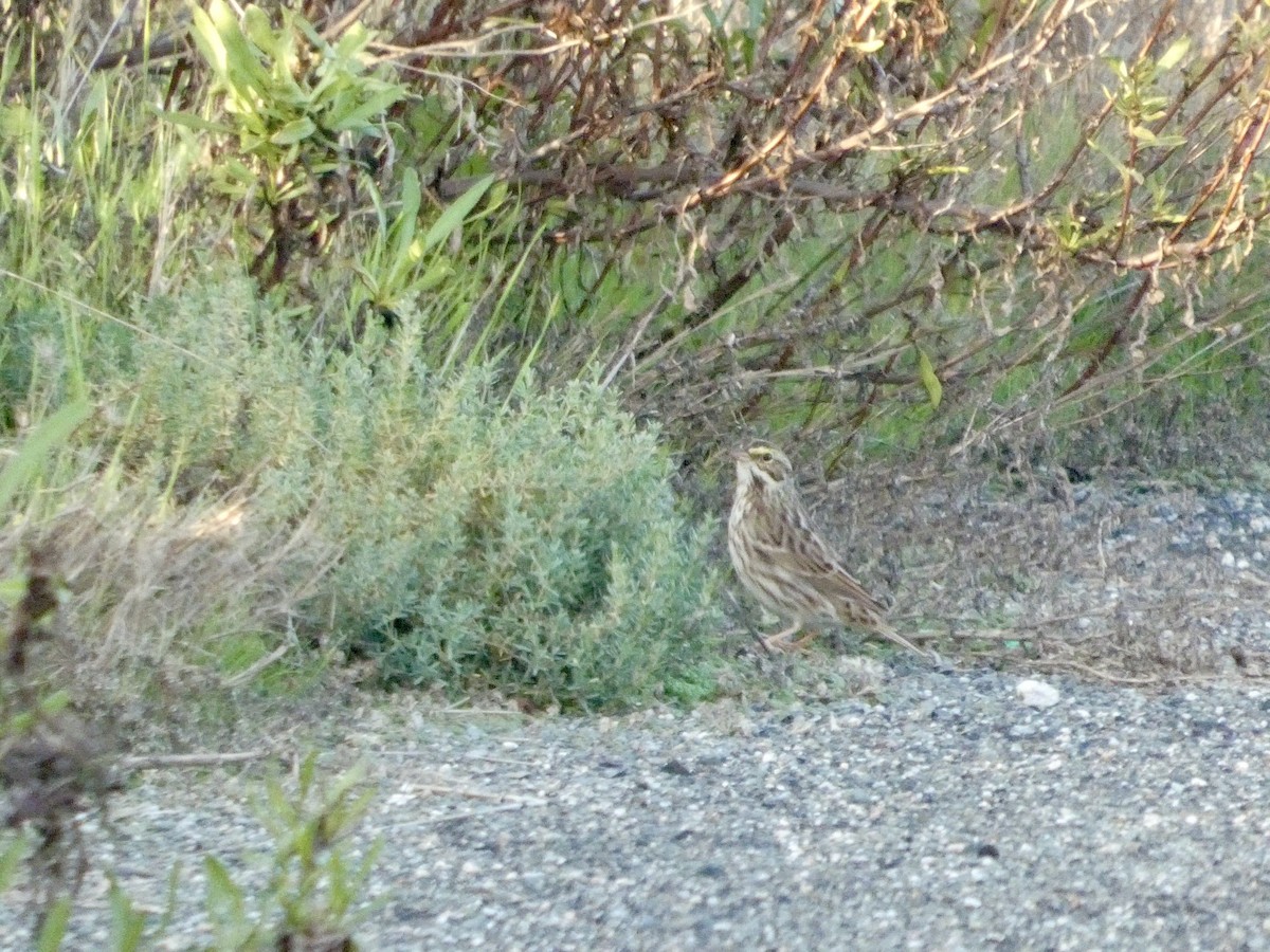 Chingolo Sabanero - ML646958240