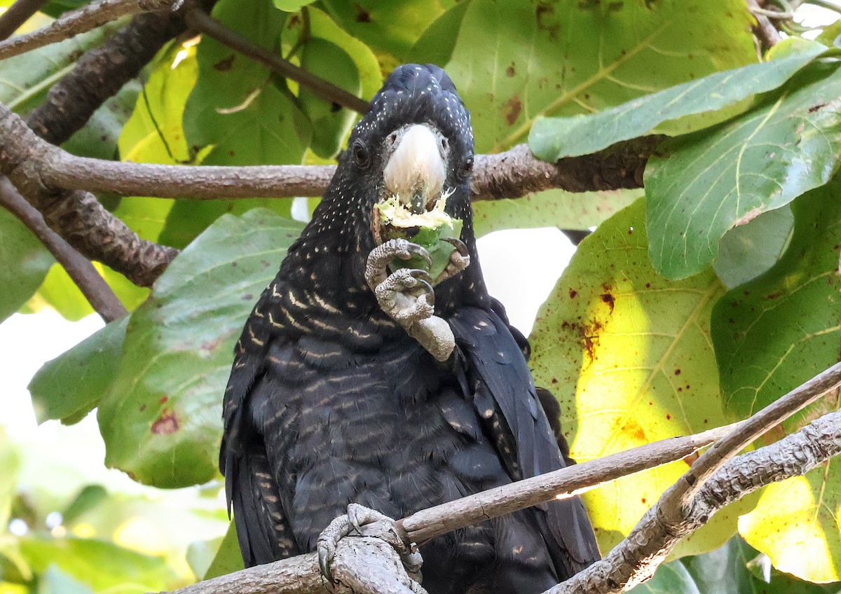 Red-tailed Black-Cockatoo - ML646958241