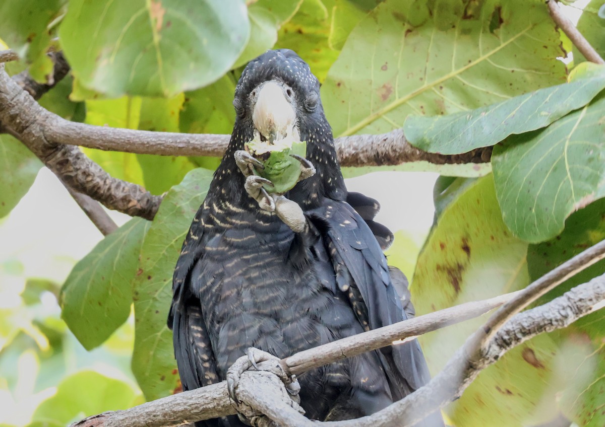 Red-tailed Black-Cockatoo - ML646958242