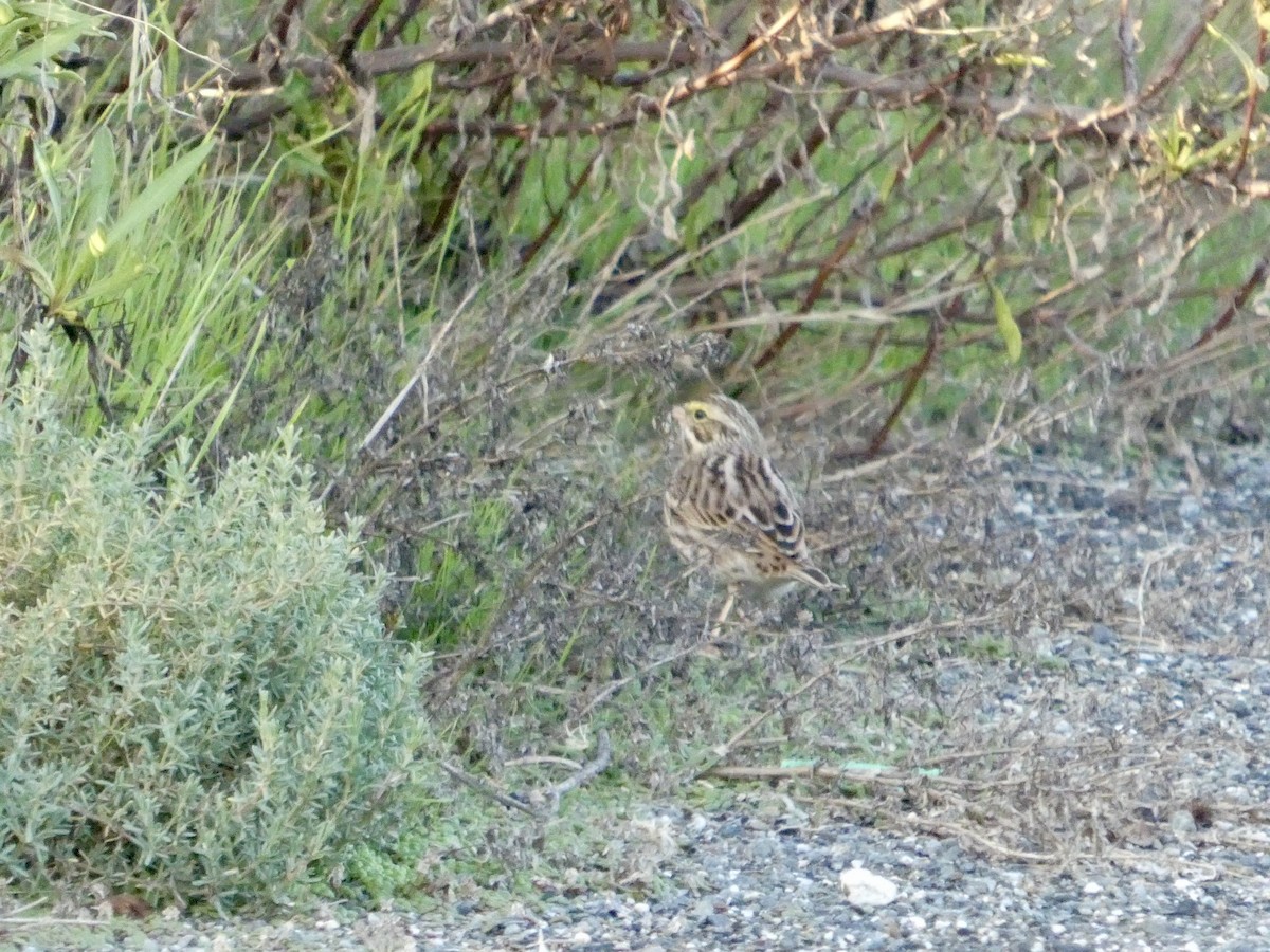 Chingolo Sabanero - ML646958243