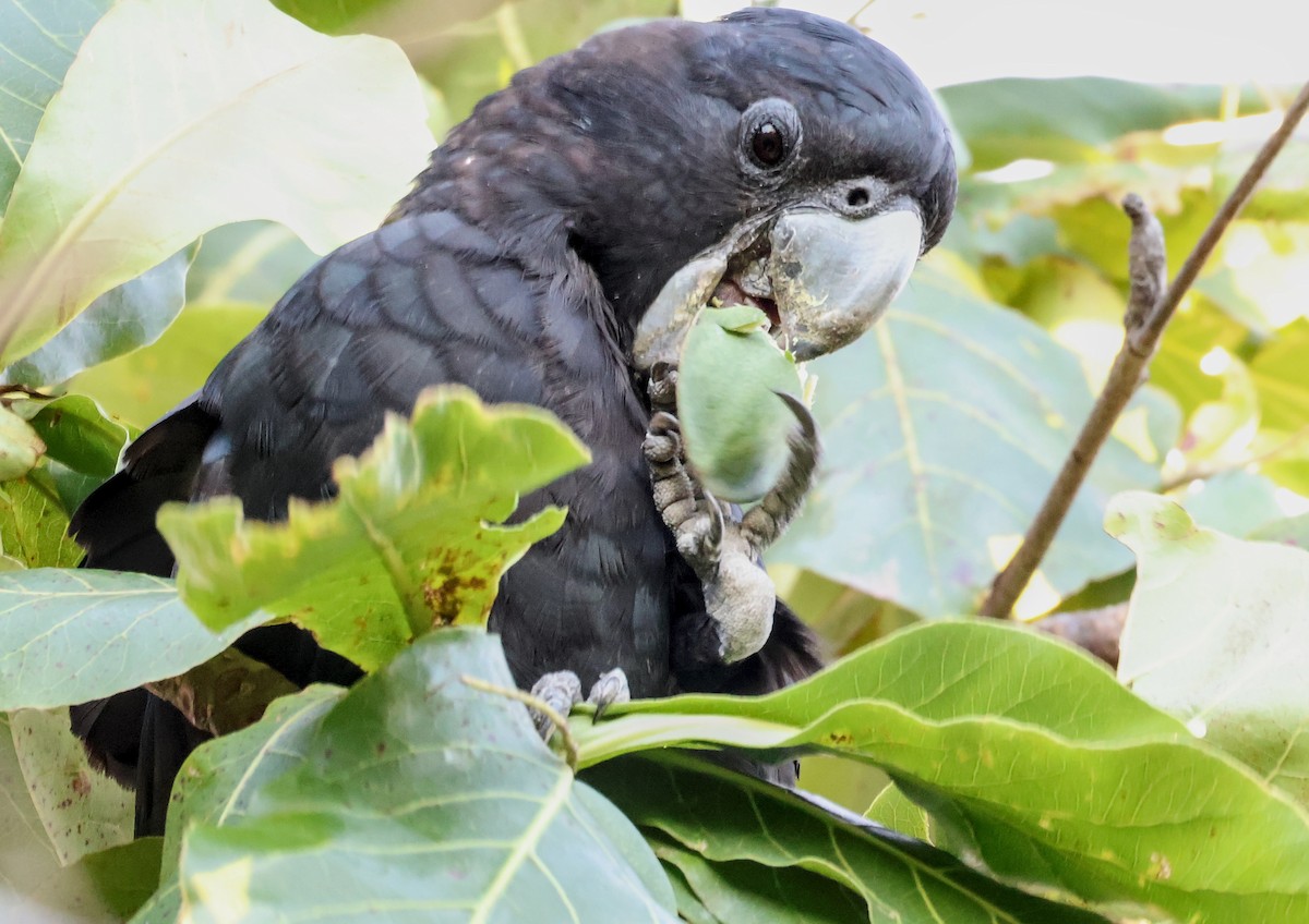 Red-tailed Black-Cockatoo - ML646958244