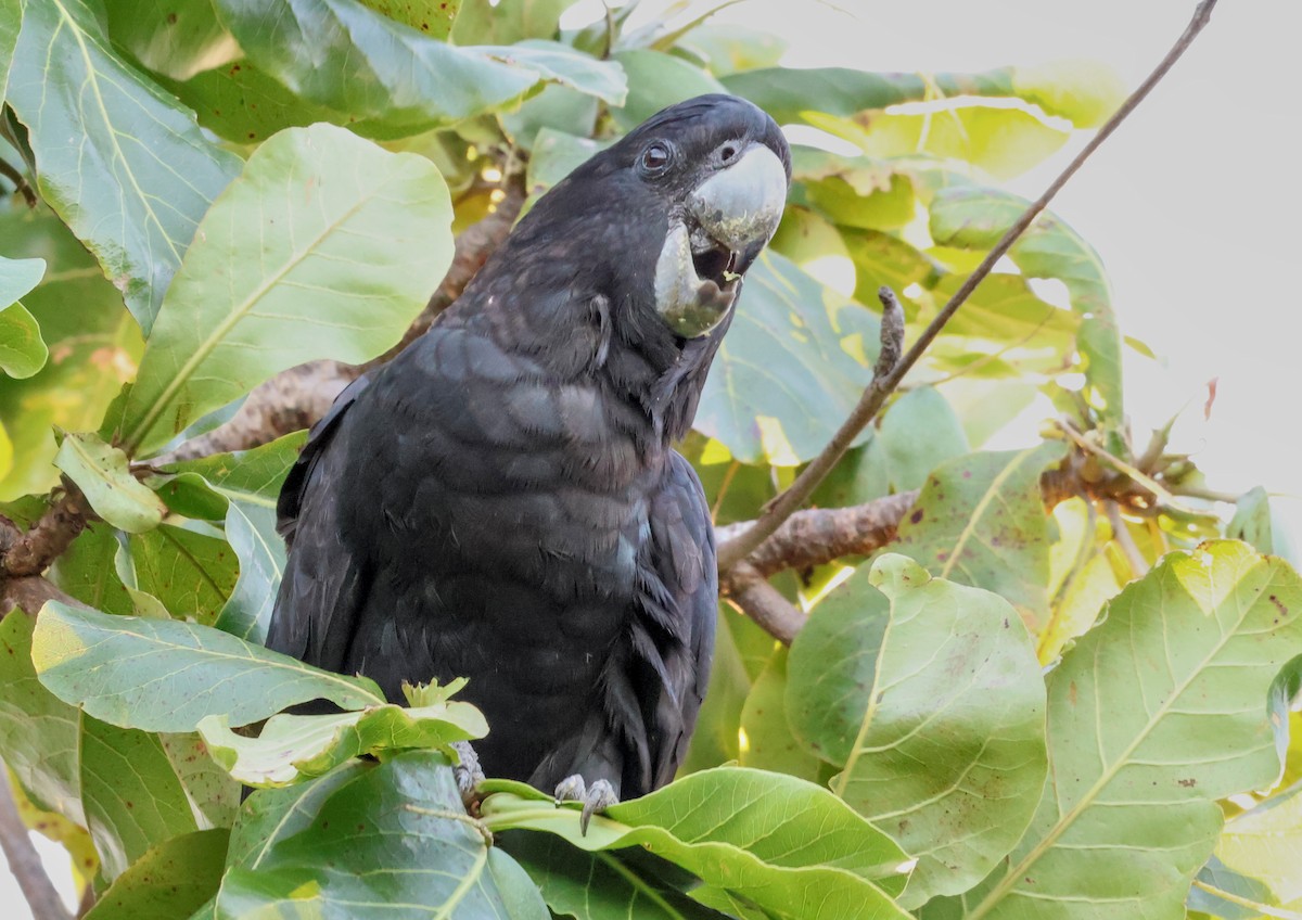 Red-tailed Black-Cockatoo - ML646958246