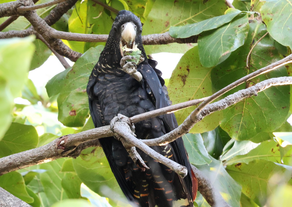 Red-tailed Black-Cockatoo - ML646958247