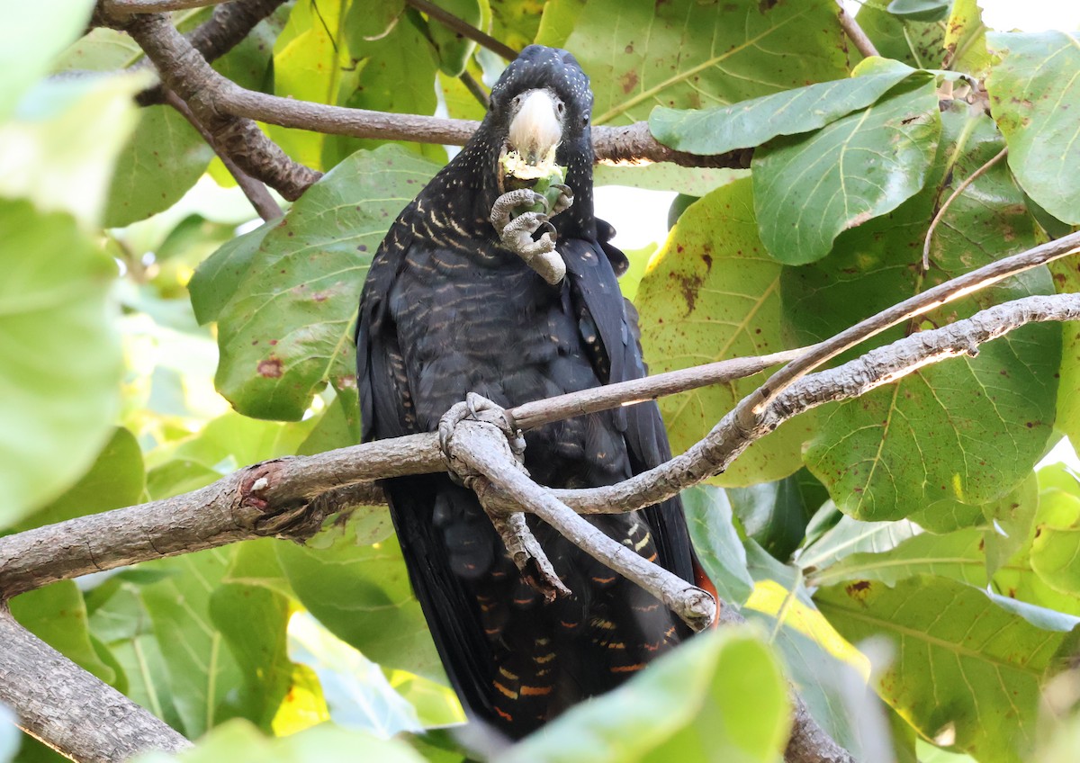 Red-tailed Black-Cockatoo - ML646958248