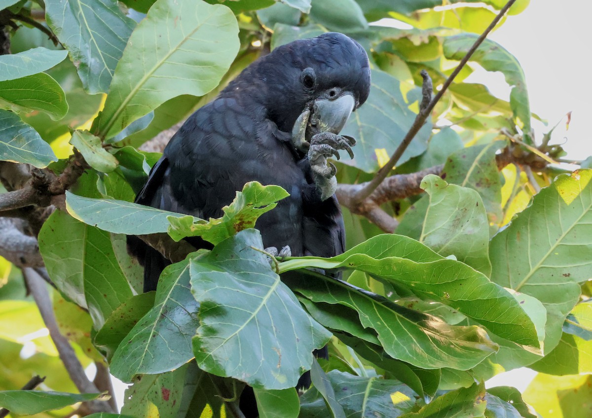 Red-tailed Black-Cockatoo - ML646958249