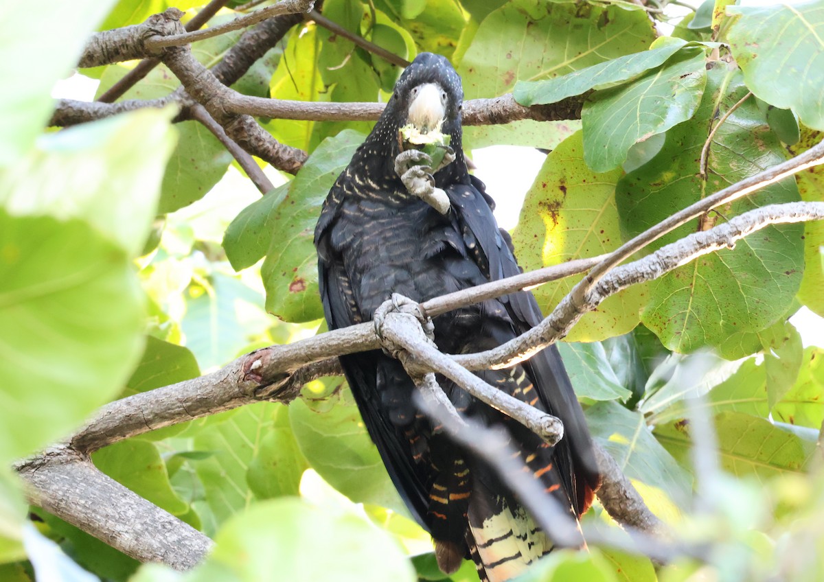 Red-tailed Black-Cockatoo - ML646958252