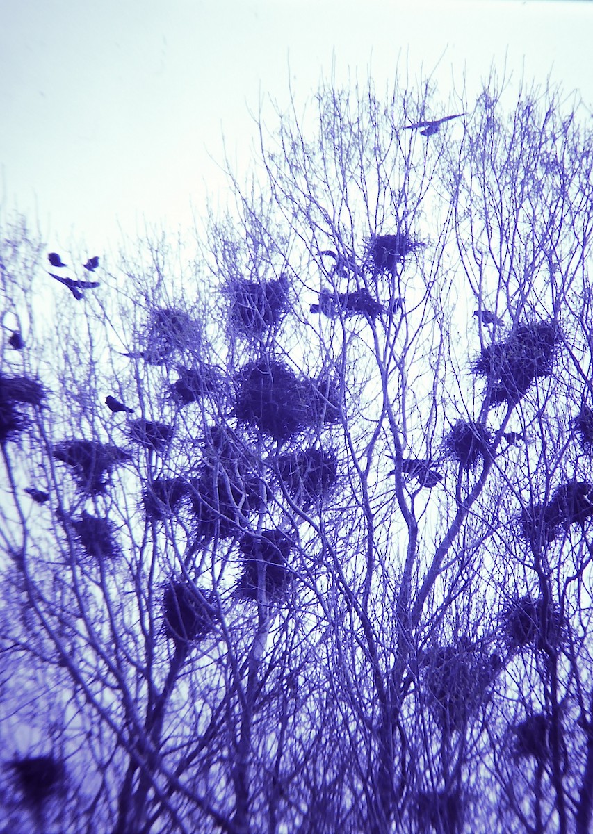 Ipar-belea - ML646958253