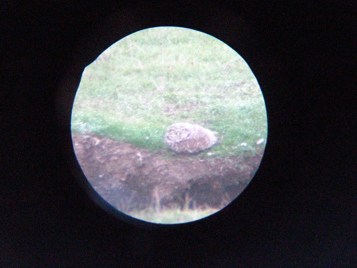 Burrowing Owl - ML646958257