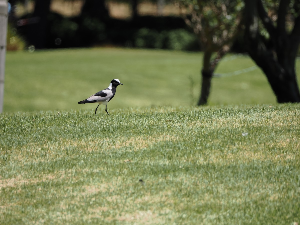 Blacksmith Lapwing - ML646958261