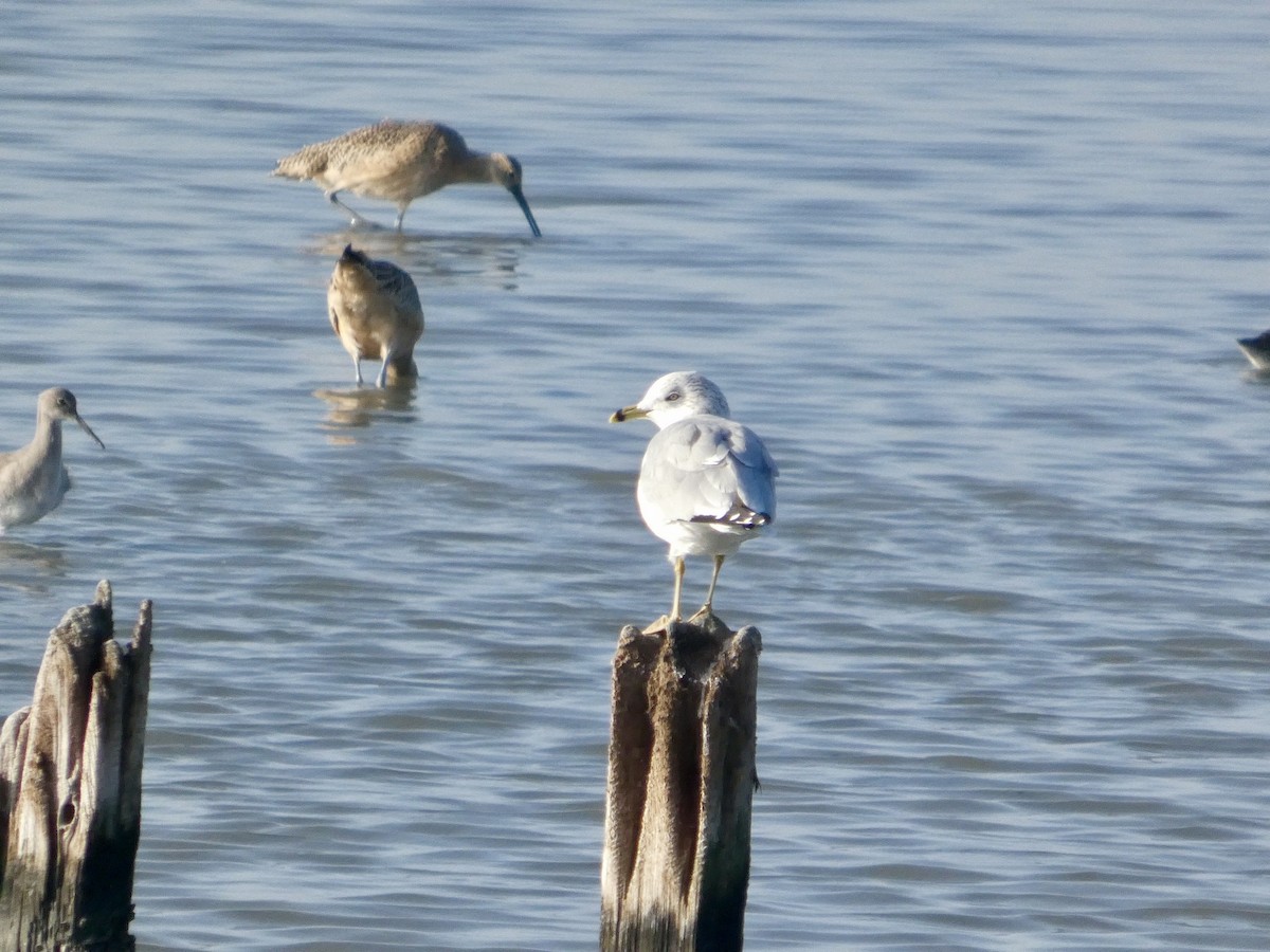 Gaviota de Delaware - ML646958268