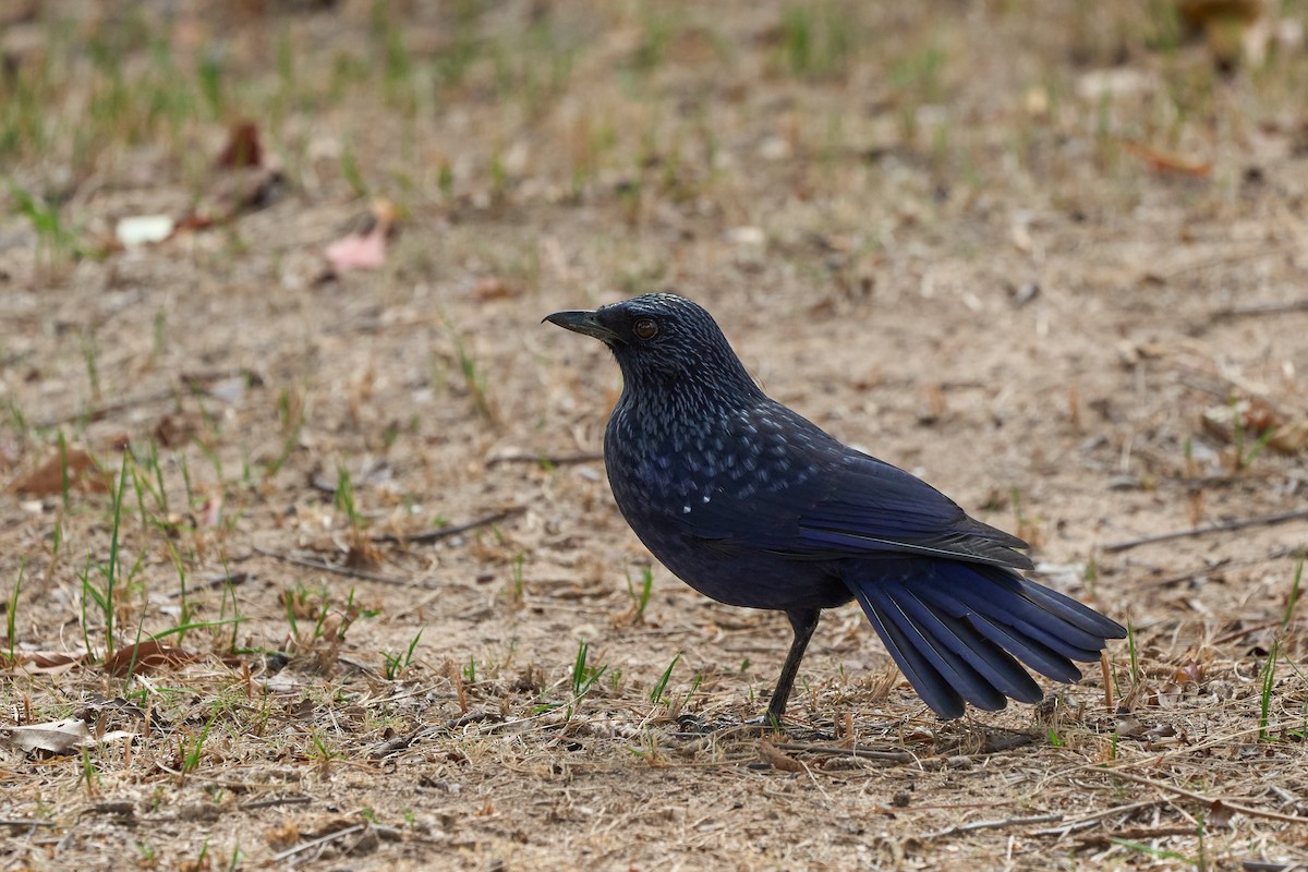 modravec siný - ML646958269