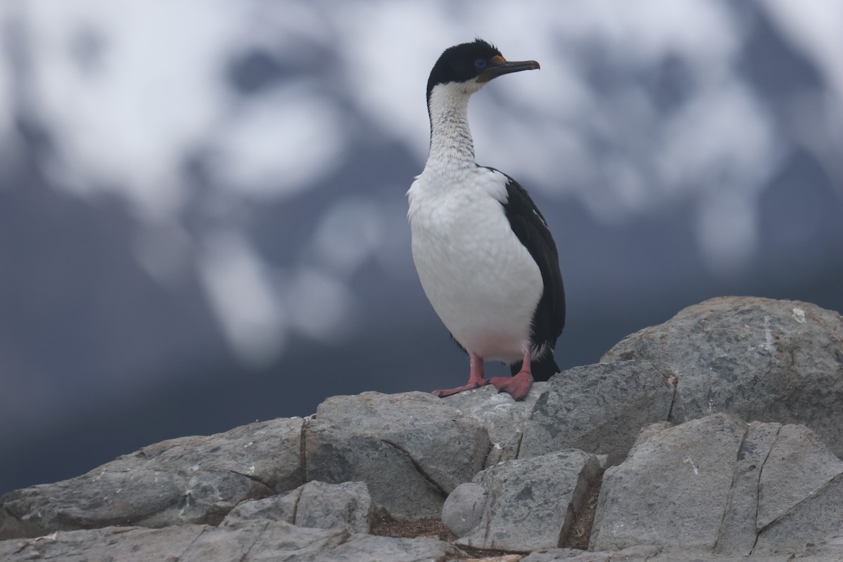 Imperial Cormorant - ML646958271