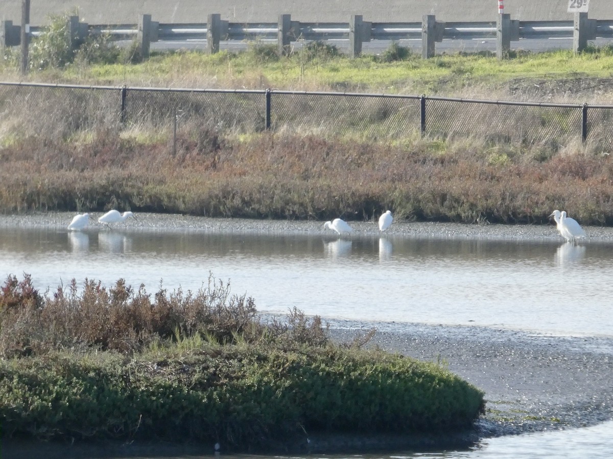 Garceta Nívea - ML646958272