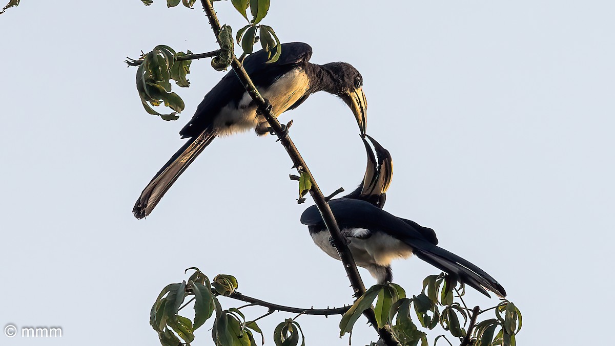 West African Pied Hornbill - ML646958273