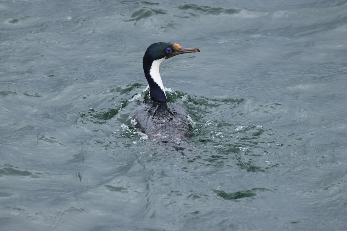 Imperial Cormorant - ML646958275