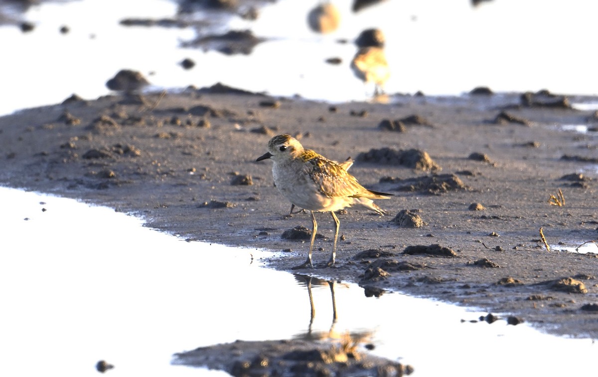 Pacific Golden-Plover - ML646958278