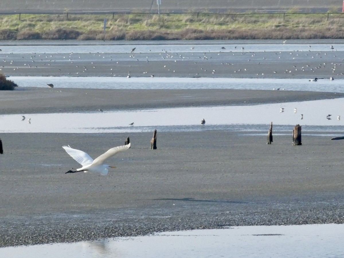 Garceta Grande - ML646958279