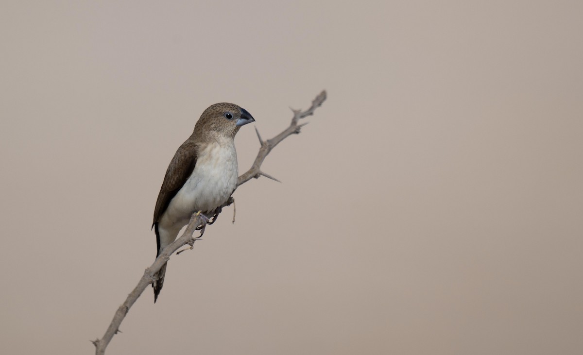 African Silverbill - ML646958280