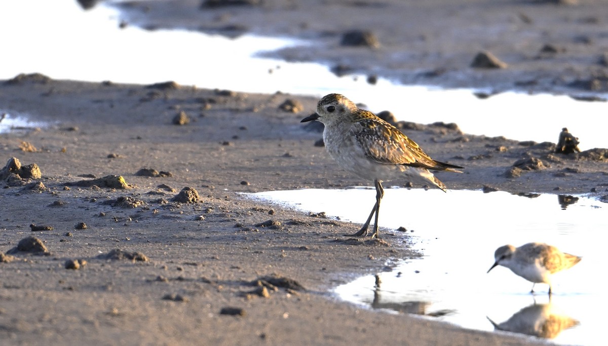 Pacific Golden-Plover - ML646958281