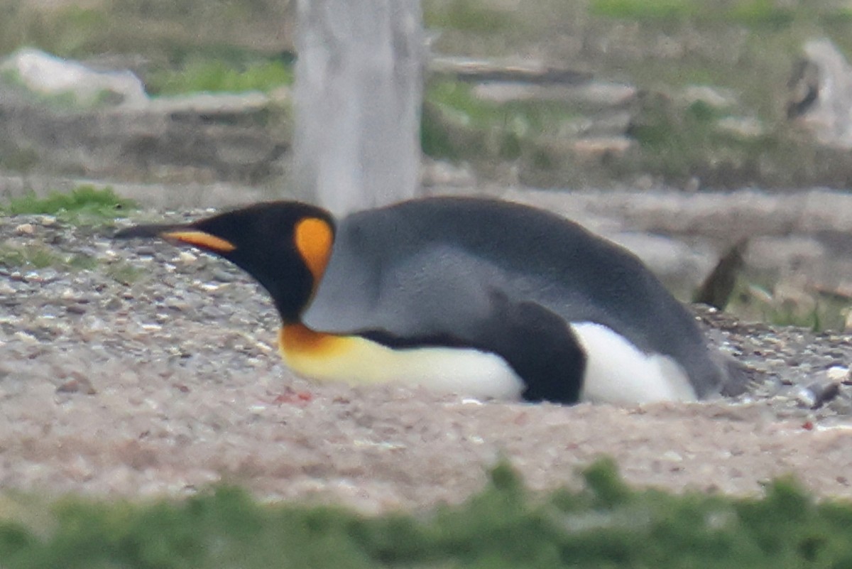 King Penguin - ML646958282