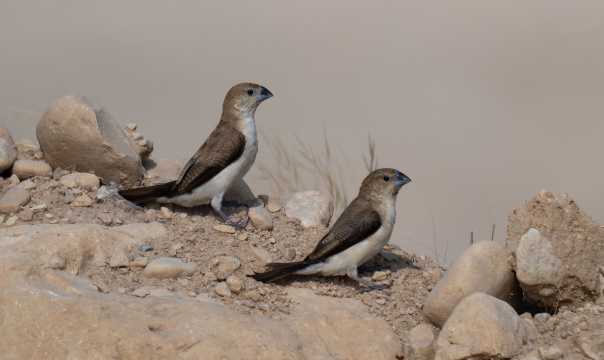 African Silverbill - ML646958283