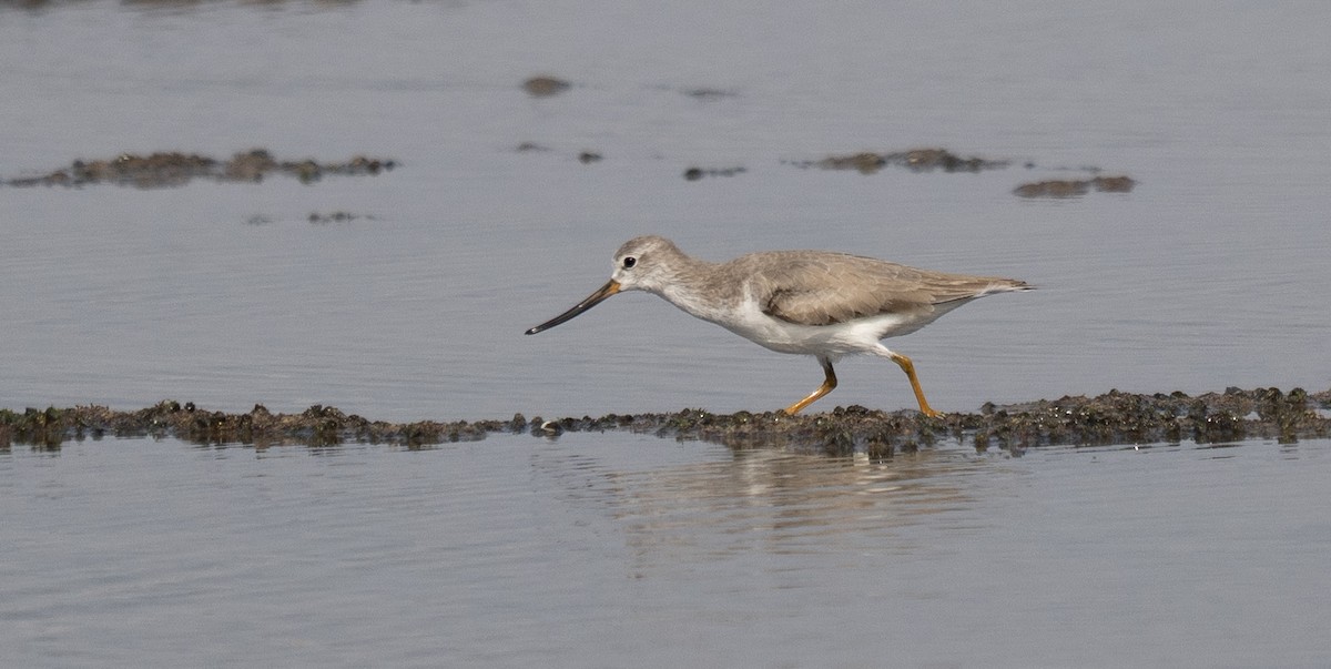 Terek Sandpiper - ML646958284